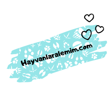 Hayvanlara Dair Herşey !!!  yarışmasına tasarımcı murat_yigit tarafından sunulan  tasarım 