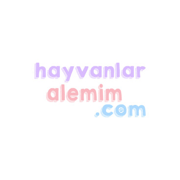 Hayvanlara Dair Herşey !!!  yarışmasına tasarımcı M3ST tarafından sunulan  tasarım 