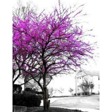 TAMAMEN KURGUSAL ÖRNEK BİR YARIŞMADIR  yarışmasına tasarımcı Logo Tasarım tarafından sunulan  tasarım 