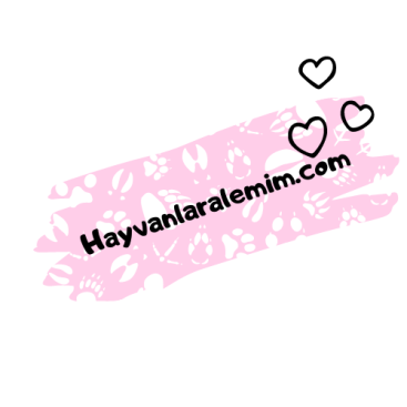 Hayvanlara Dair Herşey !!!  yarışmasına tasarımcı murat_yigit tarafından sunulan  tasarım 