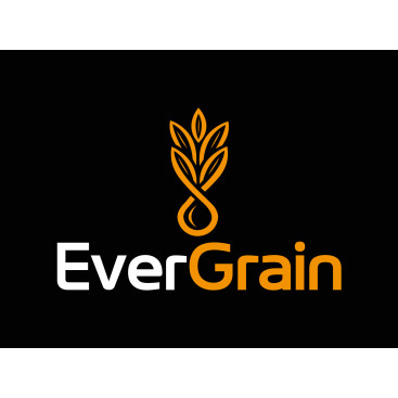 EverGrain LLC yarışmasına tasarımcı melek gümüş tarafından sunulan  tasarım 