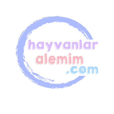 Hayvanlara Dair Herşey !!!  yarışmasına tasarımcı M3ST tarafından sunulan  tasarım 