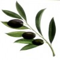Olivae