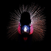 Kullanıcı görseli