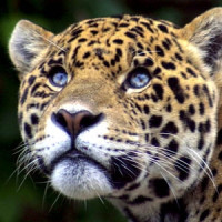 EYLÜL PINAR AYAKSIZ